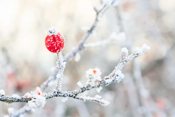 Fond d'hiver, baies rouges sur les branches gelées couvertes wi — Photo