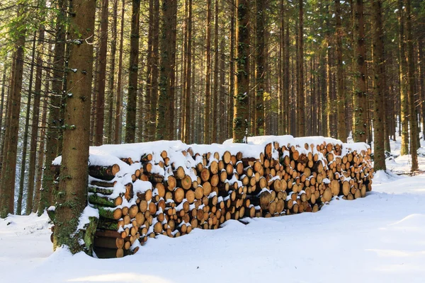 Zimní Les, rusinowa polana, Vysoké Tatry, Polsko — Stock fotografie