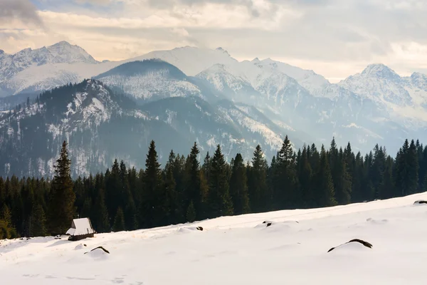 Vue hivernale de la surface gelée des Hautes Tatras — Photo
