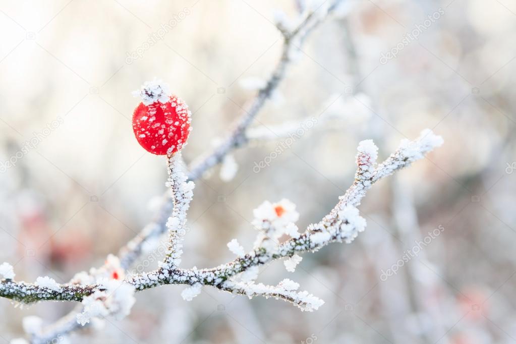 Winter background, red berries on the frozen branches covered wi