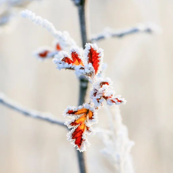 Fondo de invierno, escarcha en las hojas —  Fotos de Stock