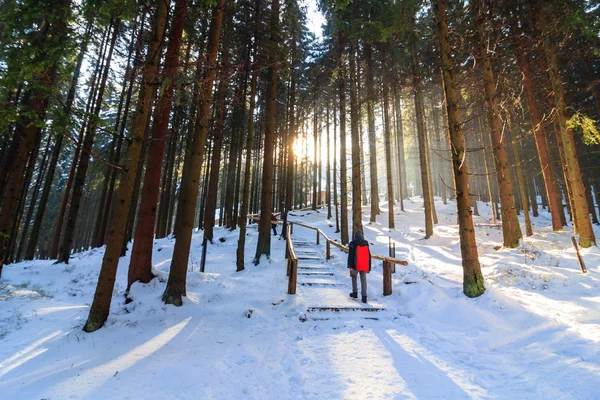Winter forest, Rusinowa Polana, High Tatras, Polónia — Fotografia de Stock