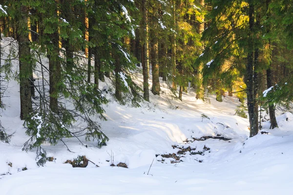 Winter forest, Rusinowa Polana, High Tatras, Polónia — Fotografia de Stock