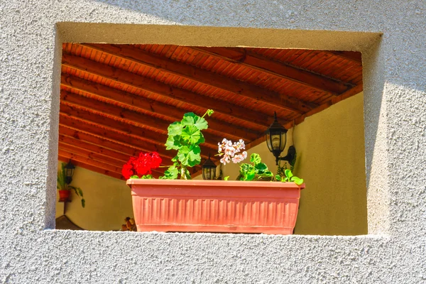 Flowers in flowerpot on wall — Stock Photo, Image