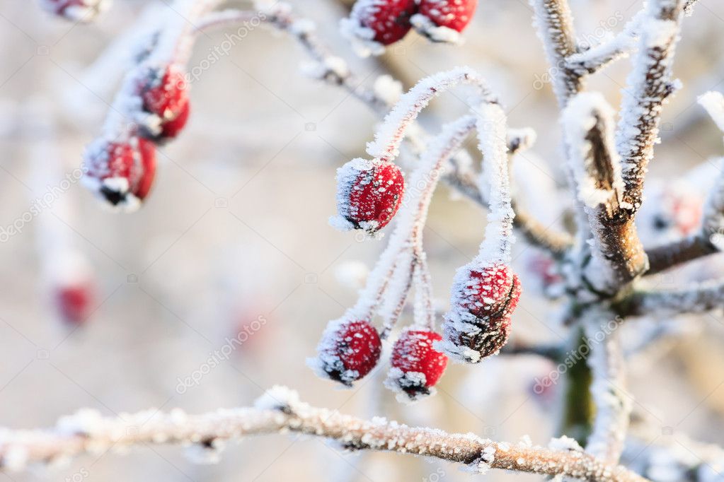 Winter background, red berries on the frozen branches covered wi