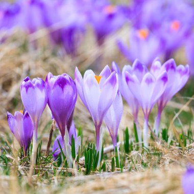 Menekşe çiğdemler, Bahar çiçek çiçeklenme