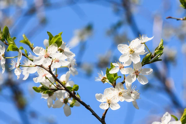 Vita blommor på våren — Stockfoto