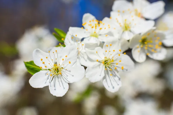 在春天的白花 — 图库照片