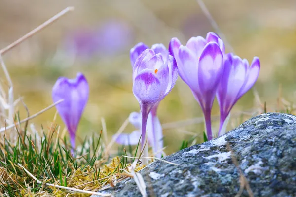 Menekşe çiğdemler, Bahar çiçek çiçeklenme — Stok fotoğraf