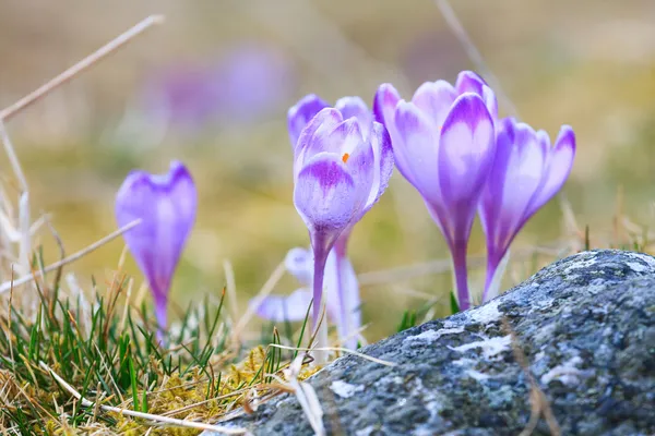 Kvete fialovými krokusy, jarní květ — Stock fotografie