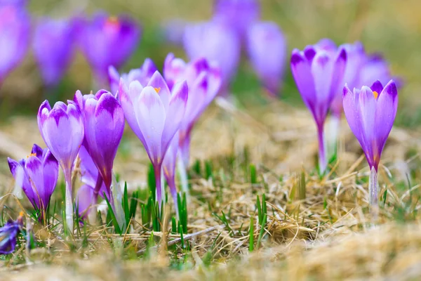 紫のクロッカス、春の花の咲く — ストック写真