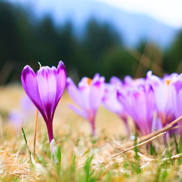 Blooming violet crocuses, spring flower — Stock Photo, Image