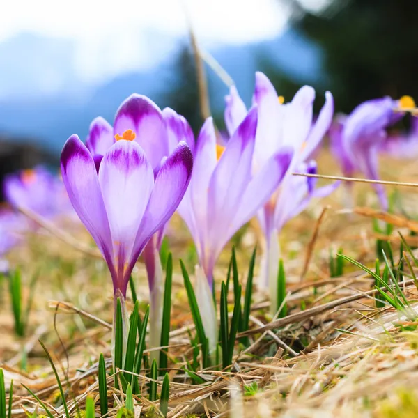 Blommande violett krokusar, vårblomma — Stockfoto