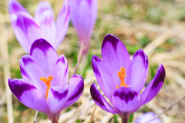 Blommande violett krokusar, vårblomma — Stockfoto