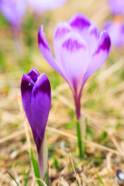 Blooming violet crocuses, spring flower — Stock Photo, Image