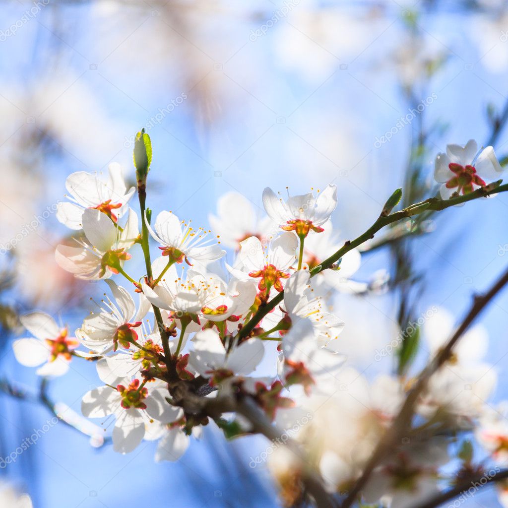 white blossoms in spring 