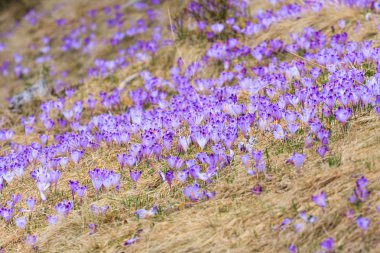 Menekşe çiğdemler, Bahar çiçek çiçeklenme