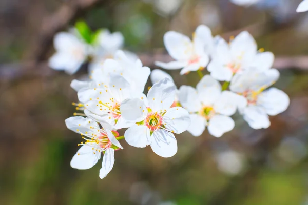 Flores brancas na primavera — Fotografia de Stock