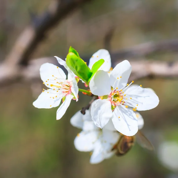 Vita blommor på våren — Stockfoto