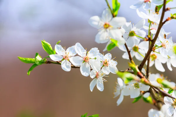 Flores brancas na primavera — Fotografia de Stock