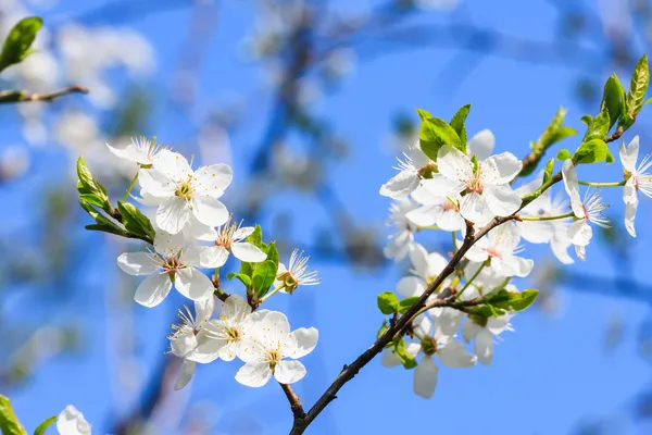 Белые цветы весной — стоковое фото
