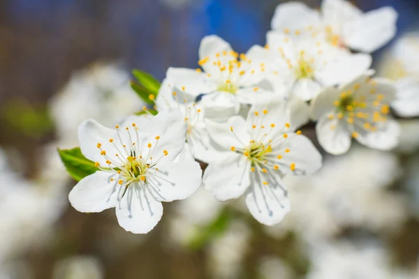 Flores brancas na primavera — Fotografia de Stock