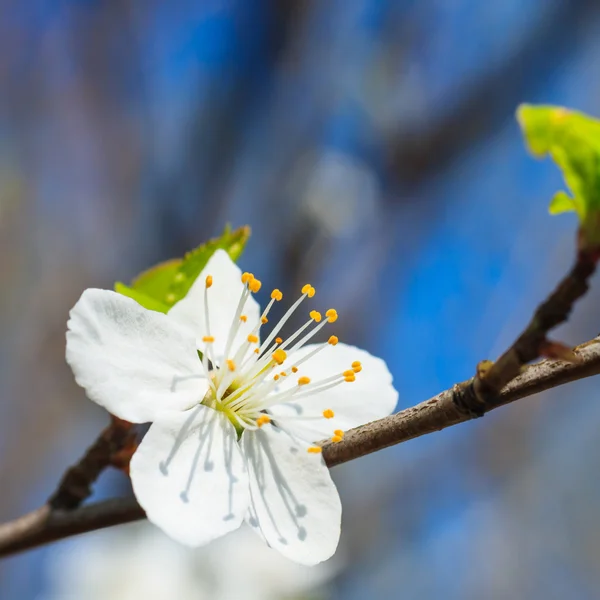 Fleurs blanches au printemps — Photo