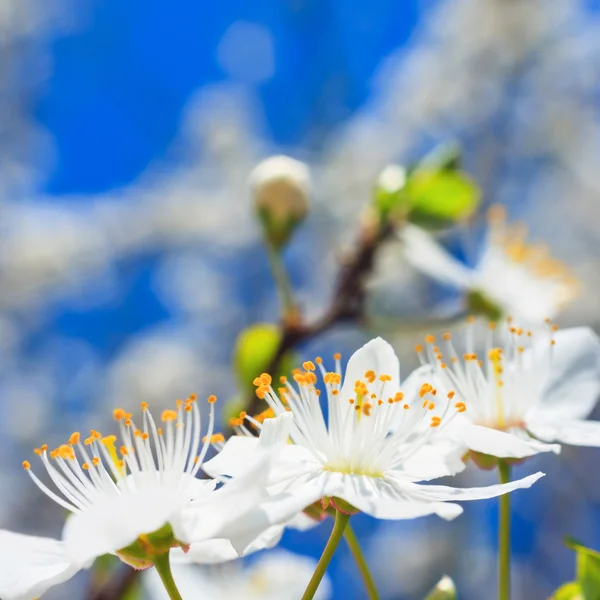 Flores brancas na primavera — Fotografia de Stock