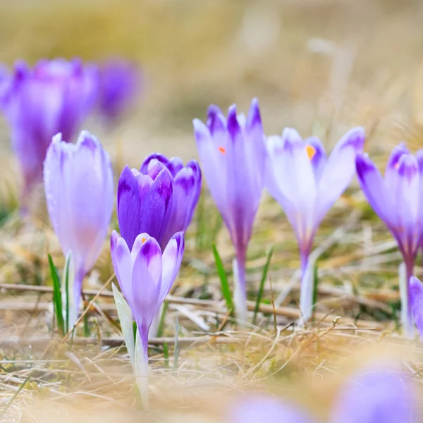 Menekşe çiğdemler, Bahar çiçek çiçeklenme — Stok fotoğraf