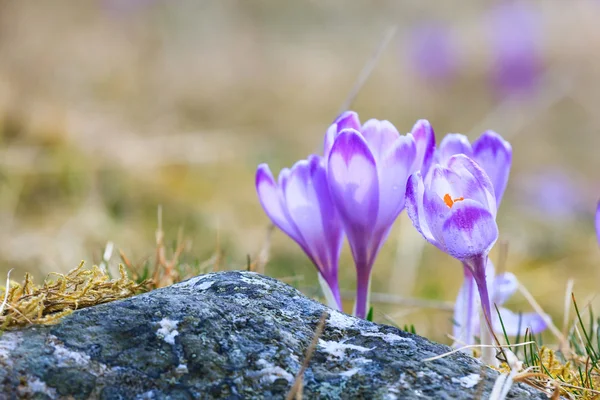 Kvete fialovými krokusy, jarní květ — Stock fotografie