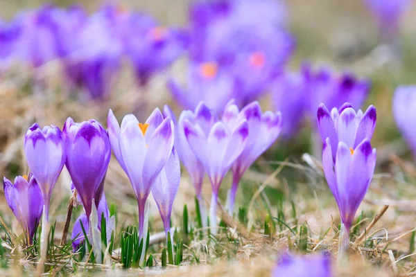 Blooming violet crocuses, spring flower — Stock Photo, Image