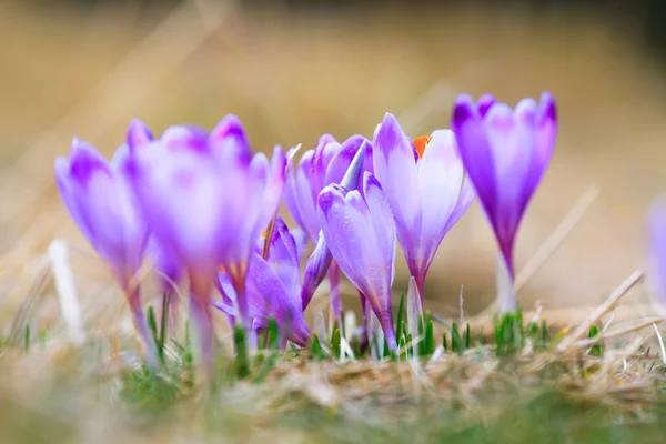 Crocos violeta florescendo, flor de primavera — Fotografia de Stock