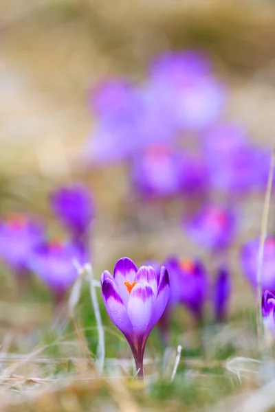 Blommande violett krokusar, vårblomma — Stockfoto