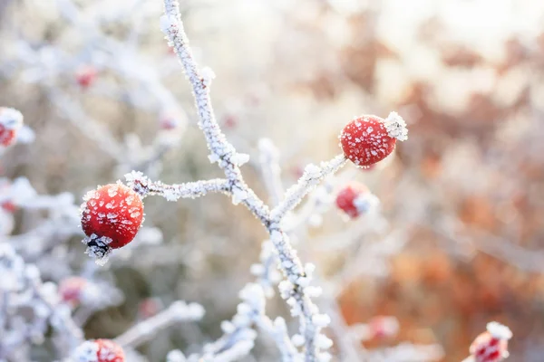 Fondo de invierno, bayas rojas en las ramas congeladas cubiertas con — Foto de Stock