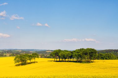 Sarı kolza alanıyla manzara 