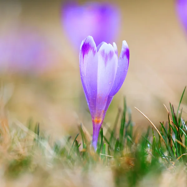 Цветущие фиолетовые крокусы, весенний цветок — стоковое фото