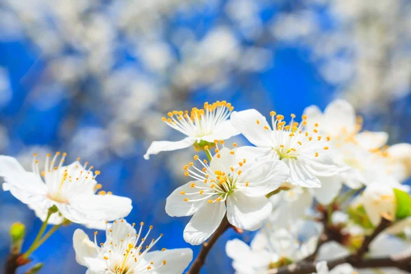 Flores brancas na primavera — Fotografia de Stock