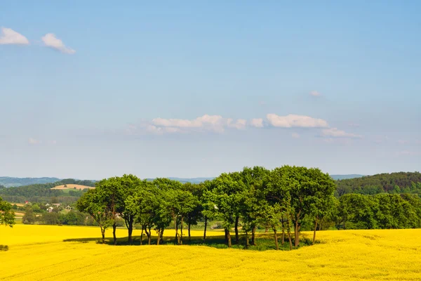黄色の菜種のフィールドのある風景します。 — ストック写真