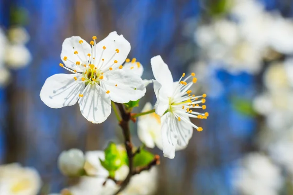 Vita blommor på våren — Stockfoto