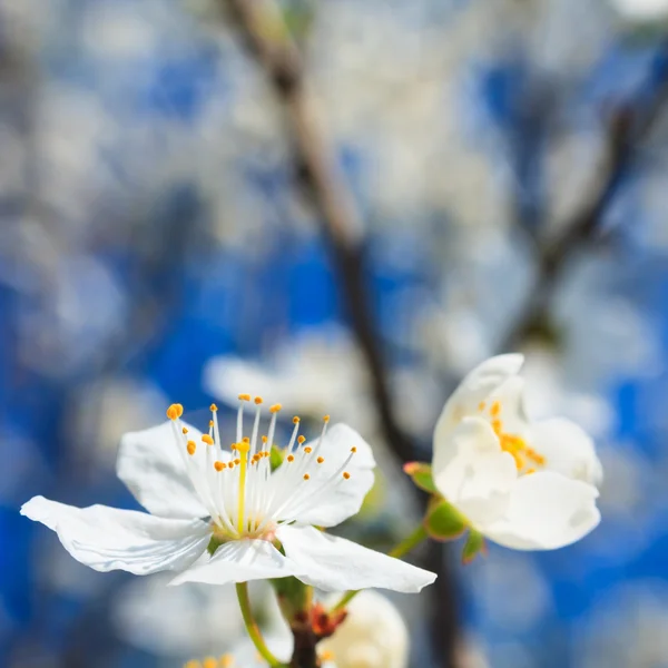 Vita blommor på våren — Stockfoto