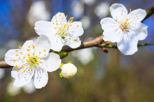 Flores brancas na primavera — Fotografia de Stock