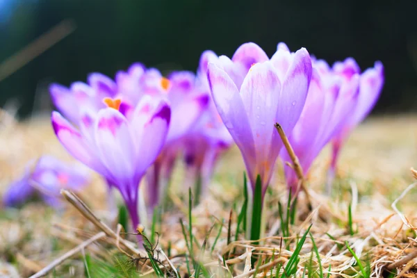 Blommande violett krokusar, vårblomma — Stockfoto