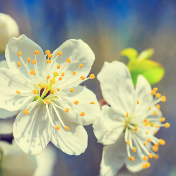 vintage white blossoms in spring