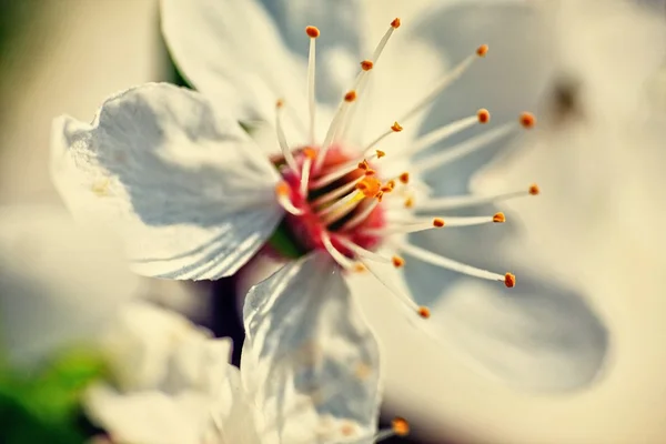 Flores brancas vintage na primavera — Fotografia de Stock