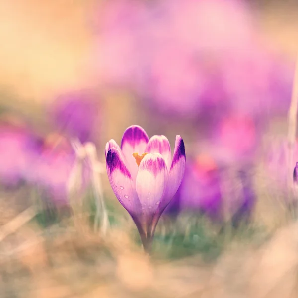 老式盛开紫色番红花，春天的花朵 — 图库照片