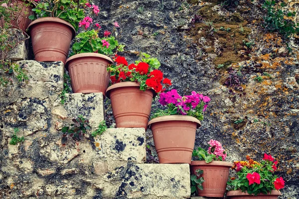 Flowers in the pots, vintage look — Stock Photo, Image