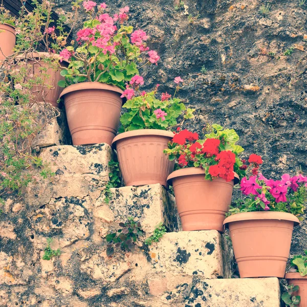 Flowers in the pots, vintage look — Stock Photo, Image