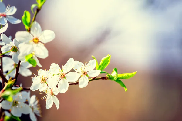 Vintage vita blommor på våren — Stockfoto