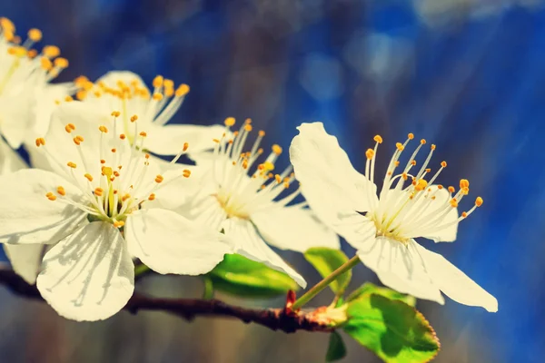 Flores brancas vintage na primavera — Fotografia de Stock