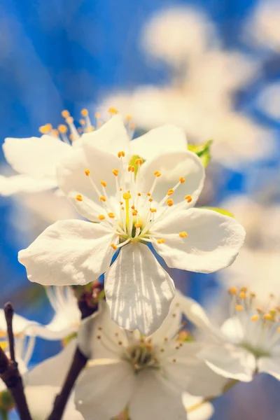 Vintage white blossoms in spring — Stock Photo, Image